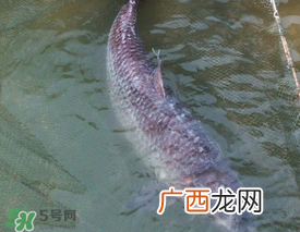 端午节好钓鱼吗??端午节可以钓鱼吗?