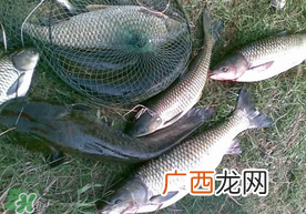 端午节好钓鱼吗??端午节可以钓鱼吗?