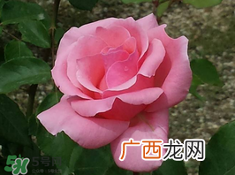 小满开什么花？小满节气开的植物