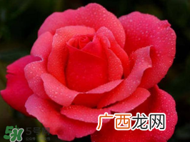 小满开什么花？小满节气开的植物