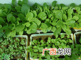 小满种什么？小满种什么菜？