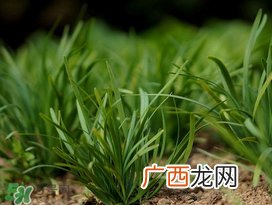 小满种什么？小满种什么菜？
