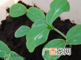 小满种什么？小满种什么菜？