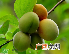 小满吃什么水果？小满吃哪些水果好？