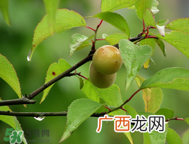 小满吃什么水果？小满吃哪些水果好？