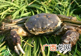 五月份有河蟹吗？五月份河蟹有黄吗？