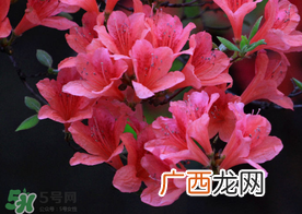 五月还有杜鹃花吗？杜鹃花什么时候开？