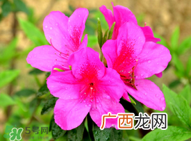 五月还有杜鹃花吗？杜鹃花什么时候开？