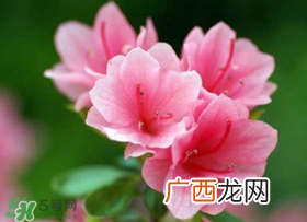 五月还有杜鹃花吗？杜鹃花什么时候开？