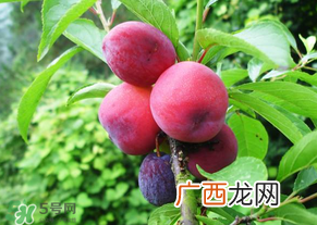 五月份有李子吗？五月份的李子能吃吗？
