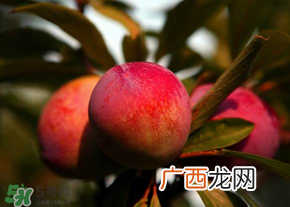 五月份有李子吗？五月份的李子能吃吗？
