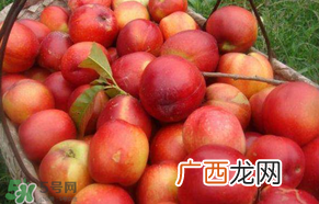 五月份有李子吗？五月份的李子能吃吗？