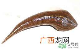 端午节前后出没的毒虫有哪些？端午节前后如何预防毒虫？