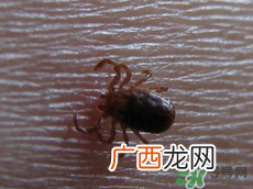 端午节前后出没的毒虫有哪些？端午节前后如何预防毒虫？
