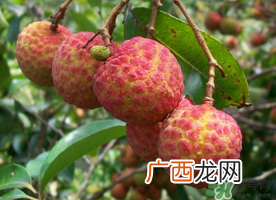 五月份有荔枝吗?5月份有荔枝吗?