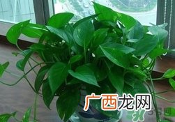 绿萝叶子发黄怎么办?绿箩多久浇一次水?