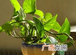 绿萝叶子发黄怎么办?绿箩多久浇一次水?
