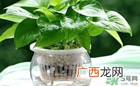 绿萝叶子发黄怎么办?绿箩多久浇一次水?