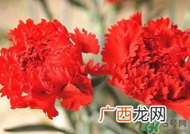 康乃馨多久浇一次水？康乃馨多久换一次水？