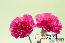 康乃馨多久浇一次水？康乃馨多久换一次水？