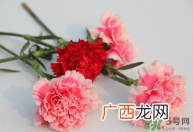 康乃馨多久浇一次水？康乃馨多久换一次水？