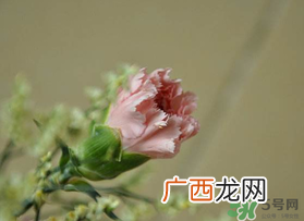 康乃馨能插活吗？康乃馨可以扦插吗？