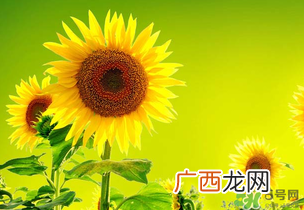 母亲节可以送向日葵吗？向日葵适合送什么人？