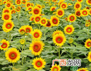 母亲节可以送向日葵吗？向日葵适合送什么人？