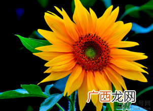 母亲节可以送向日葵吗？向日葵适合送什么人？