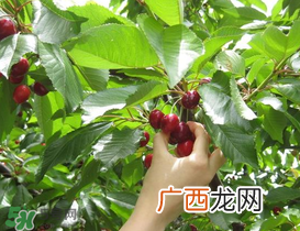 5月份还有樱桃摘吗？5月份哪里可以摘樱桃？