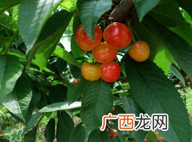 5月份还有樱桃摘吗？5月份哪里可以摘樱桃？