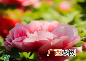 五月份还有牡丹吗？五月份牡丹花还开吗？