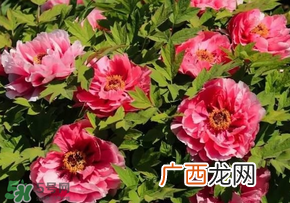 五月份还有牡丹吗？五月份牡丹花还开吗？