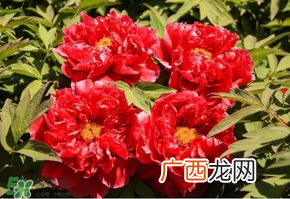 五月份还有牡丹吗？五月份牡丹花还开吗？