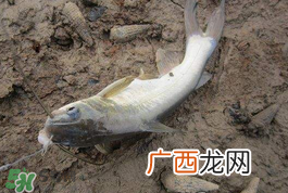 小满怎么钓鱼？小满钓鱼技巧