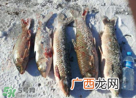 小满怎么钓鱼？小满钓鱼技巧