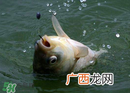 小满怎么钓鱼？小满钓鱼技巧