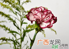 康乃馨可以放多久？康乃馨怎么养？