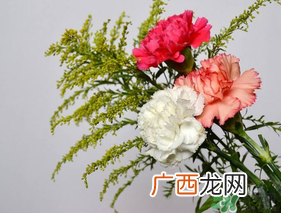 康乃馨可以放多久？康乃馨怎么养？