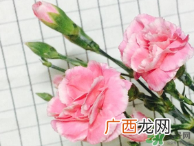 康乃馨可以放多久？康乃馨怎么养？