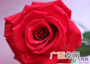 母亲节送什么颜色的玫瑰花？母亲节送几朵玫瑰花？