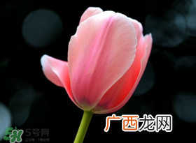 母亲节可以送郁金香吗？为什么母亲节送郁金香？