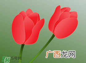 母亲节可以送郁金香吗？为什么母亲节送郁金香？
