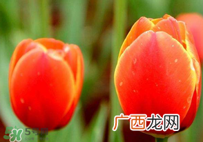 母亲节可以送郁金香吗？为什么母亲节送郁金香？