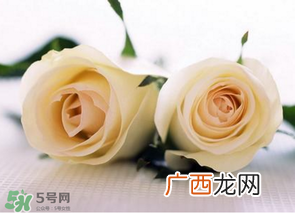 母亲节可以送白玫瑰吗？白玫瑰适合送什么人？