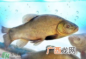 ?五月份吃什么鱼？5月份吃什么鱼？