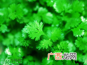 5月份能种香菜吗？五月份能种香菜吗？
