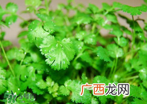 5月份能种香菜吗？五月份能种香菜吗？