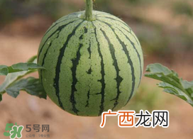 五月份可以种西瓜吗？五月份怎么种西瓜？