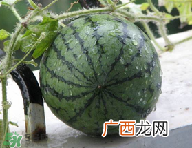 五月份可以种西瓜吗？五月份怎么种西瓜？